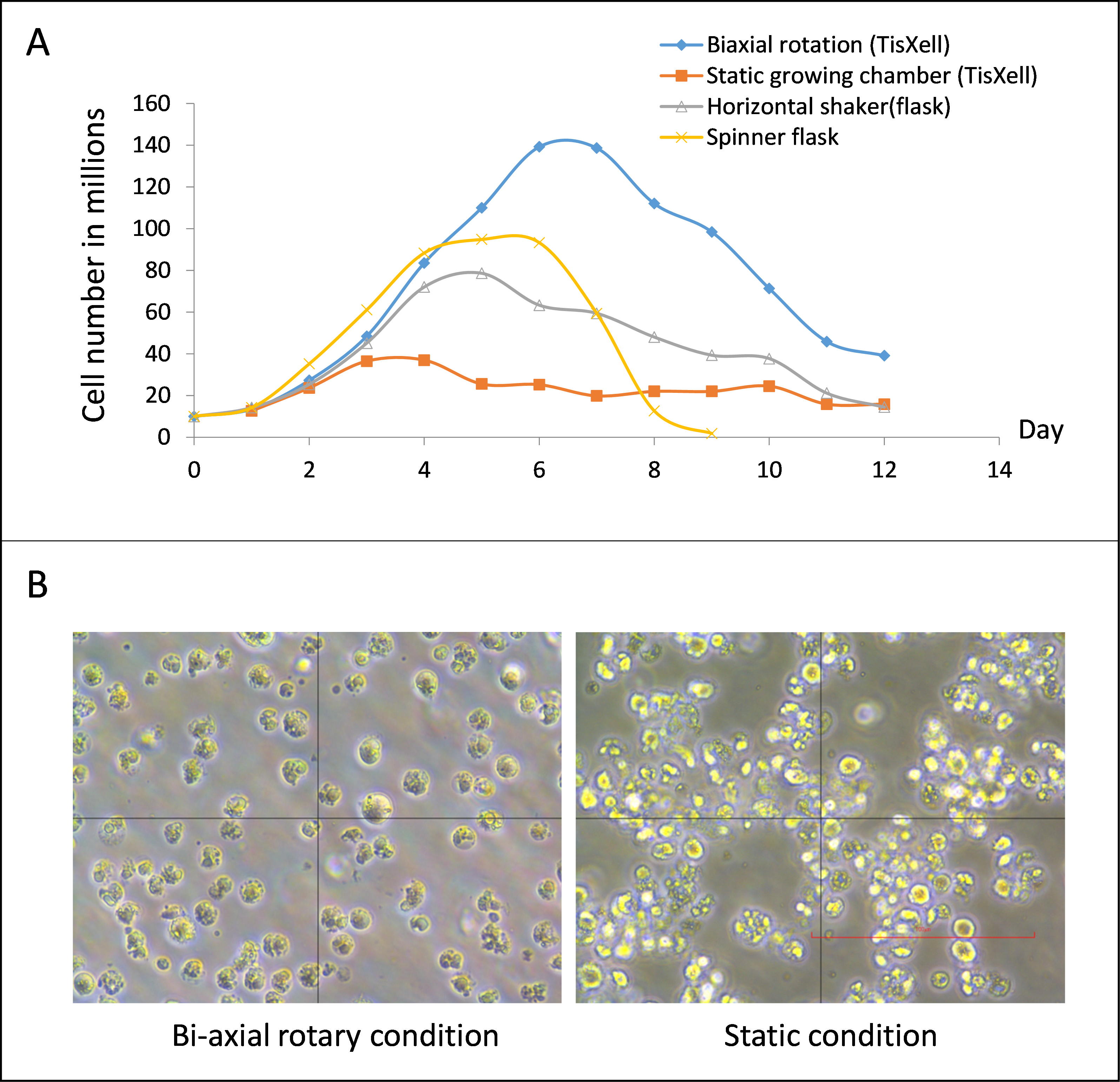 adoptive-cell-therapy