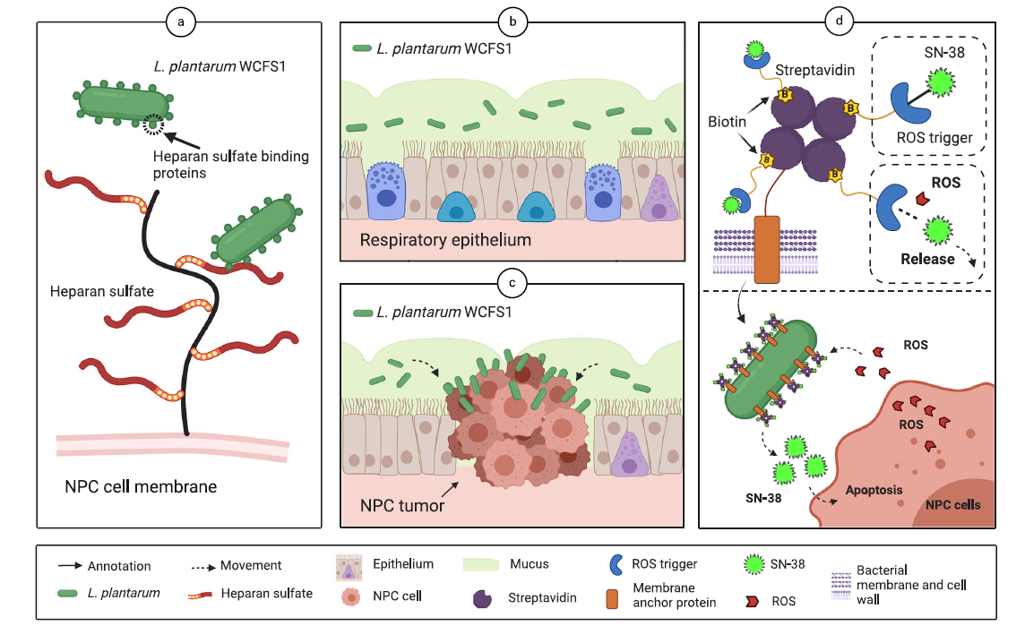 The above diagram illustrates how the engineered bacteria target specific cancerous cells by delivering SN-38 prodrug by engineered Lp to NPC cells. [Image: Associate Prof Hwang In Young]    