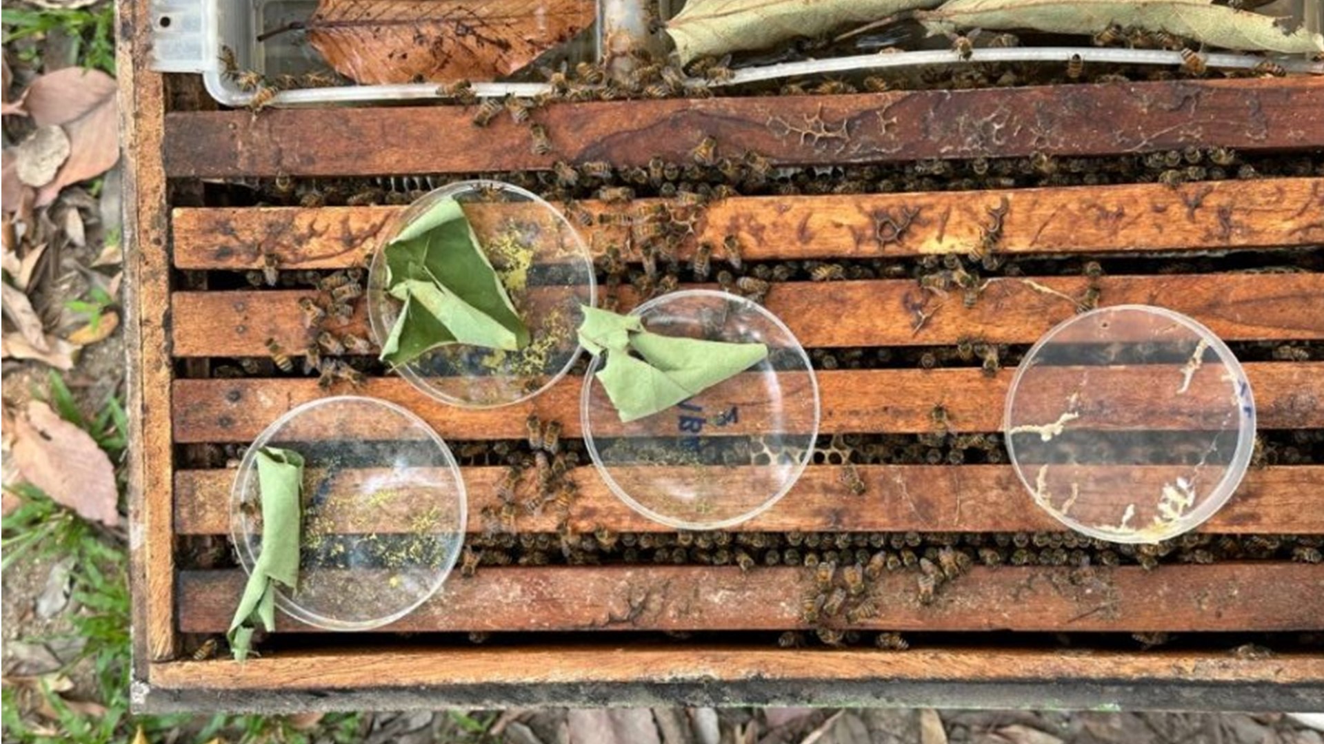 Apiary bees Chiang Mai University Thailand