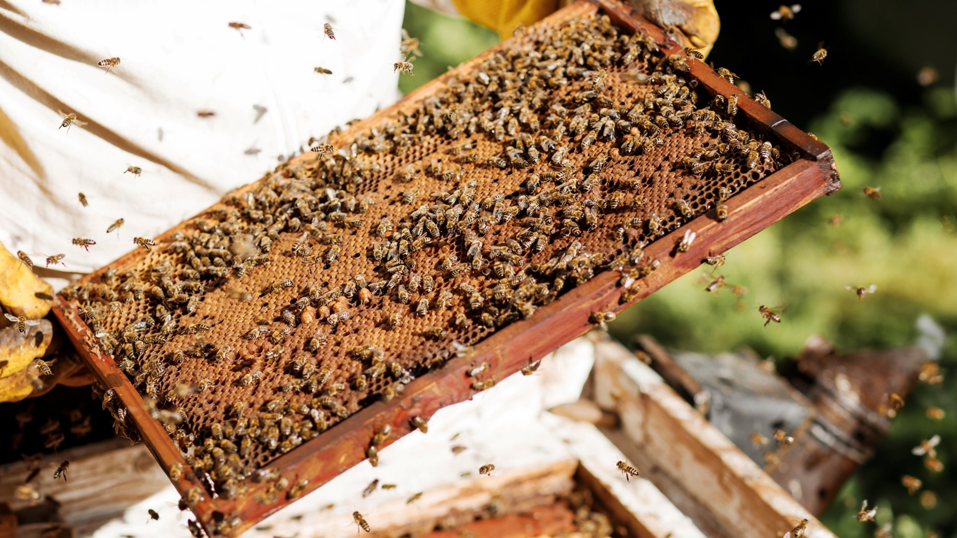 Bees Apiary