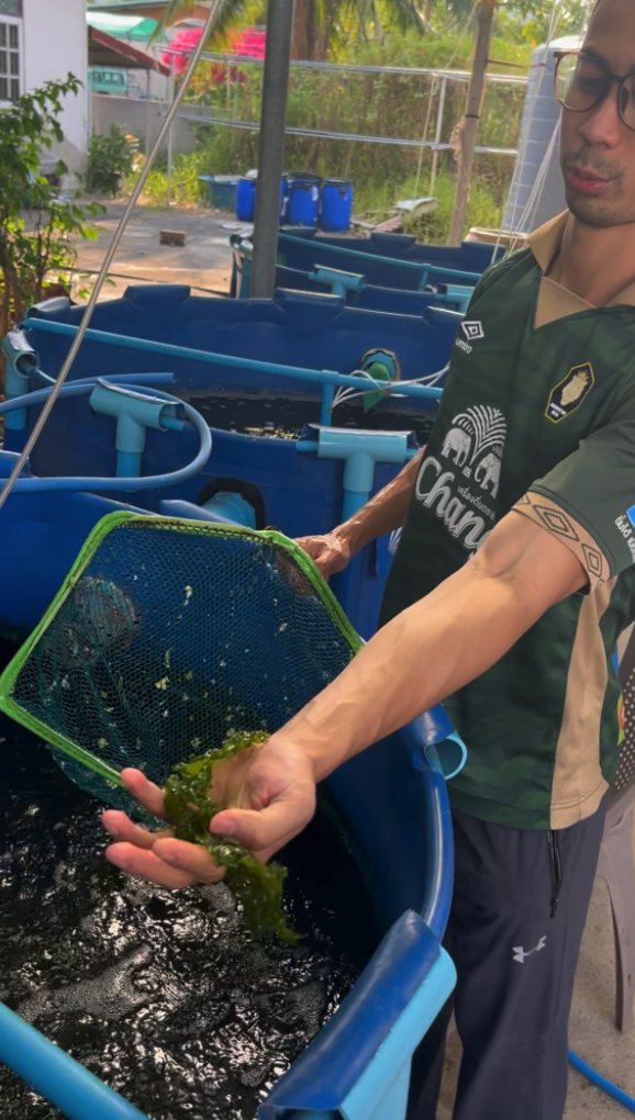 Seaweed Farm