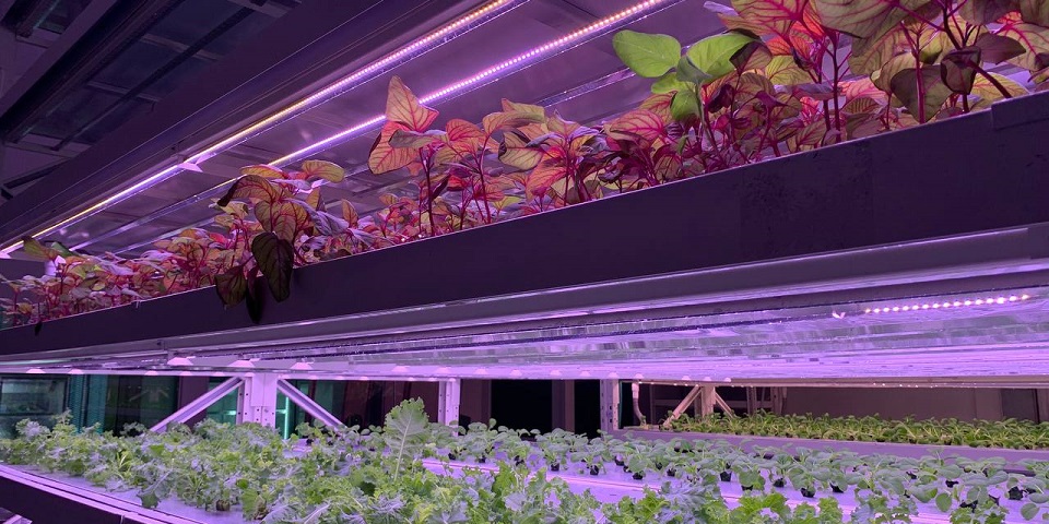 urbanfarmingsystemssolutions